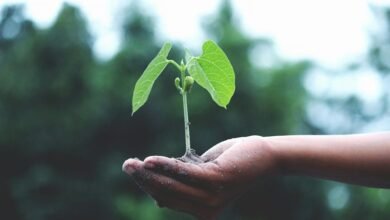 nippon indian growth initiative