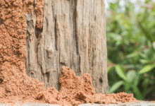 Termite Treatment