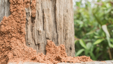 Termite Treatment