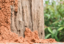 Termite Treatment