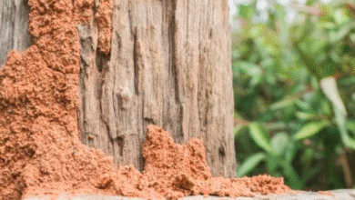Termite Treatment