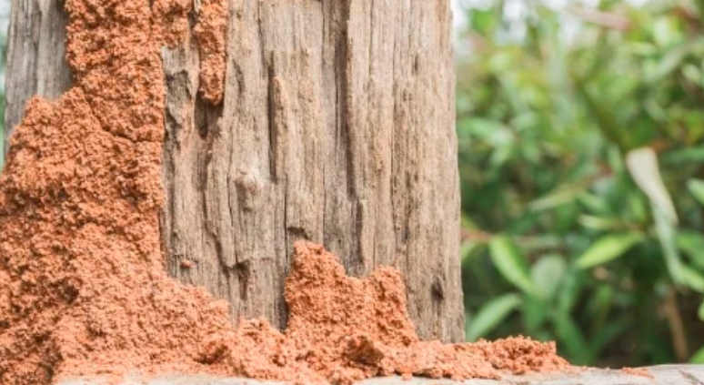 Termite Treatment