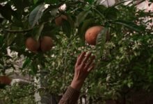 audience engagement and expansion