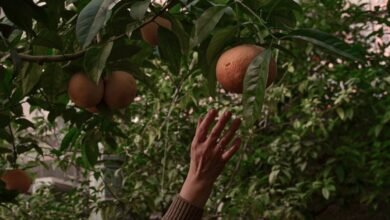 audience engagement and expansion