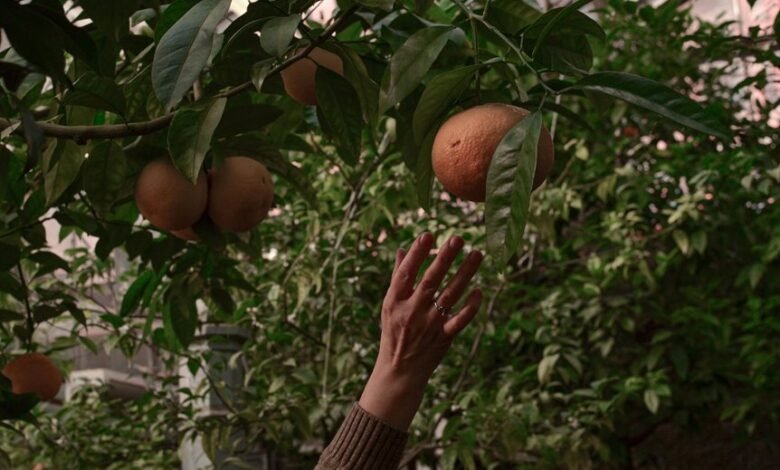 audience engagement and expansion