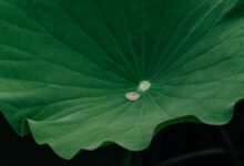 user retention engagement strategy